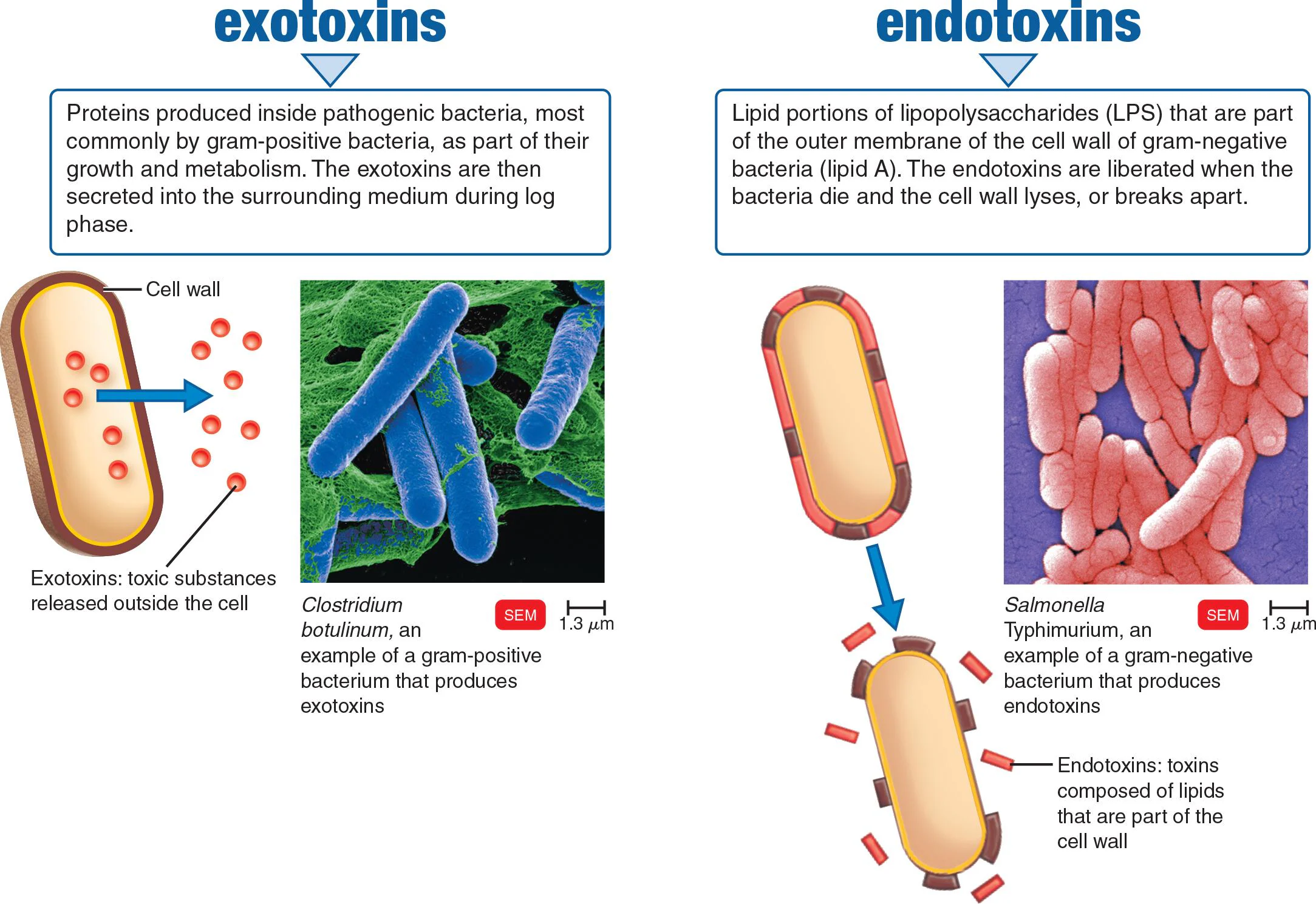 <p><span style="color: yellow;">Exotoxins</span></p><ul><li><p>A protein toxin released from living, mostly gram-positive bacterial cells</p></li><li><p>Highly specific — targets particular cells or metabolic functions</p></li><li><p>Extremely potent even in small amounts</p></li><li><p>Soluble in body fluids, easily spread through blood</p></li><li><p>The body produces antitoxins against them</p></li><li><p>Can be inactivated into toxoids for use as vaccines<br><br></p></li></ul><p><span style="color: yellow;">Endotoxins</span></p><ul><li><p>Part of the outer portion of the cell wall (lipid A) of most gram-negative bacteria: released on destruction of the cell</p></li></ul><ul><li><p>Lipid portions of lipopolysaccharides (LPS) — part of the cell wall</p></li><li><p>Produced only by gram-negative bacteria</p></li><li><p>Released when the bacteria die and the cell wall lyses</p></li><li><p>Less specific in their effects</p></li><li><p>Produce the same signs and symptoms, regardless of the species of the microorganism</p></li></ul><p></p>