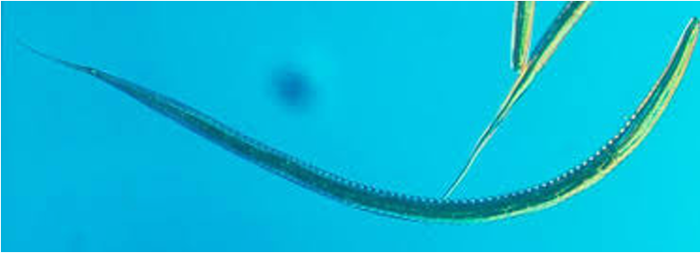 <p>přežvýkavci</p>