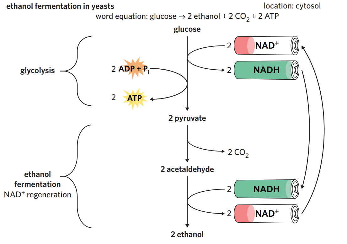 <p>in yeasts + plants - alchoholic fermentation</p><ul><li><p>after glycolysis, yeasts + plants undergo alchoholic fermentation when oxygen isn’t present.</p></li><li><p>process - 2 x pyruvate (3C) is converted into 2 x ethanol (2C) + 2 x CO<sub>2</sub>. NAD<sup>+</sup> is regenerated during the process + recycled back for use in glycolysis.</p></li><li><p>ethanol is a toxic by-product and can’t be converted into anything useful → ethanol easily diffuses out of yeast cells, but can accumulate to toxic levels if in a confined environment</p></li></ul><p></p>