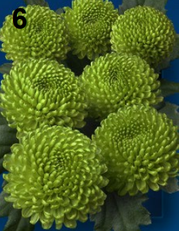 <p>Chrysanthemum (single)</p>