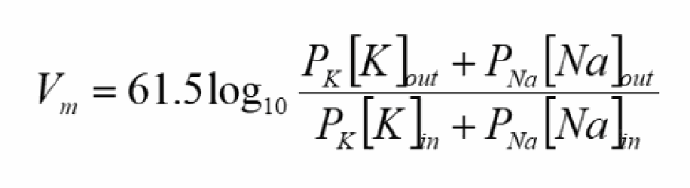 <p>Like Nav channels, Kv channels are triggered to open at around −45 mV, but with a delay. Once open, PNa << PK, so Vm moves toward (and briefly overshoots below) the normal resting membrane potential, approaching EK.</p>