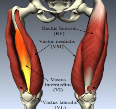 <p>knee extension</p>
