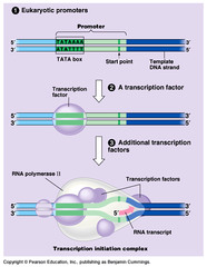<p>beginning of transcription in which RNA polymerase causes unwinding of DNA double helix and RNA polymerase joins the first nucleotides via phosphodiester bonds in RNA</p>