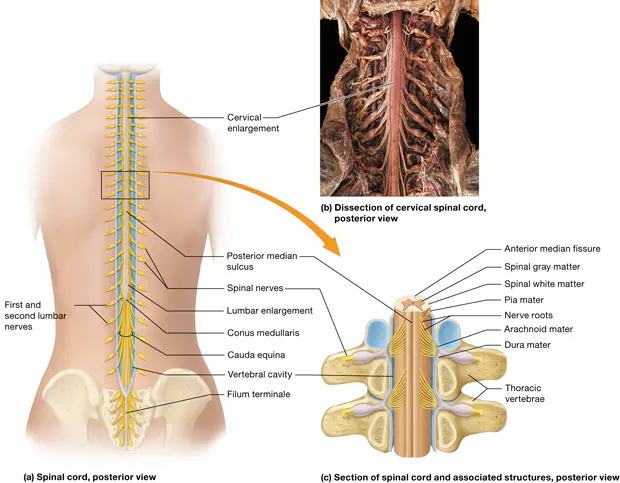 <p>Can you describe the structure of a typical spinal cord?</p>