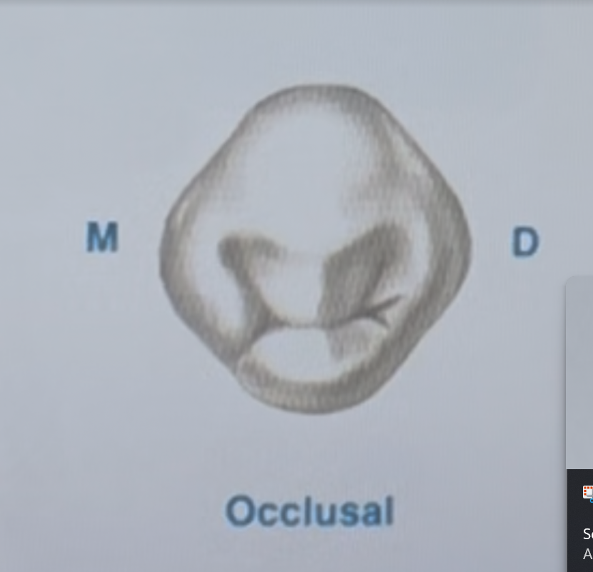 <p>In the diagram of the mandibular first premolar the groove that crosses the mesial marginal ridge is called the : mesial marginal ridge groove, mesiolingual groove, lingual groove, none of the abovee</p>