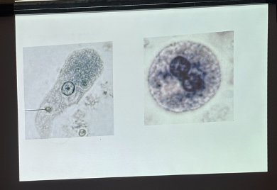 <p>What is this organism?</p>