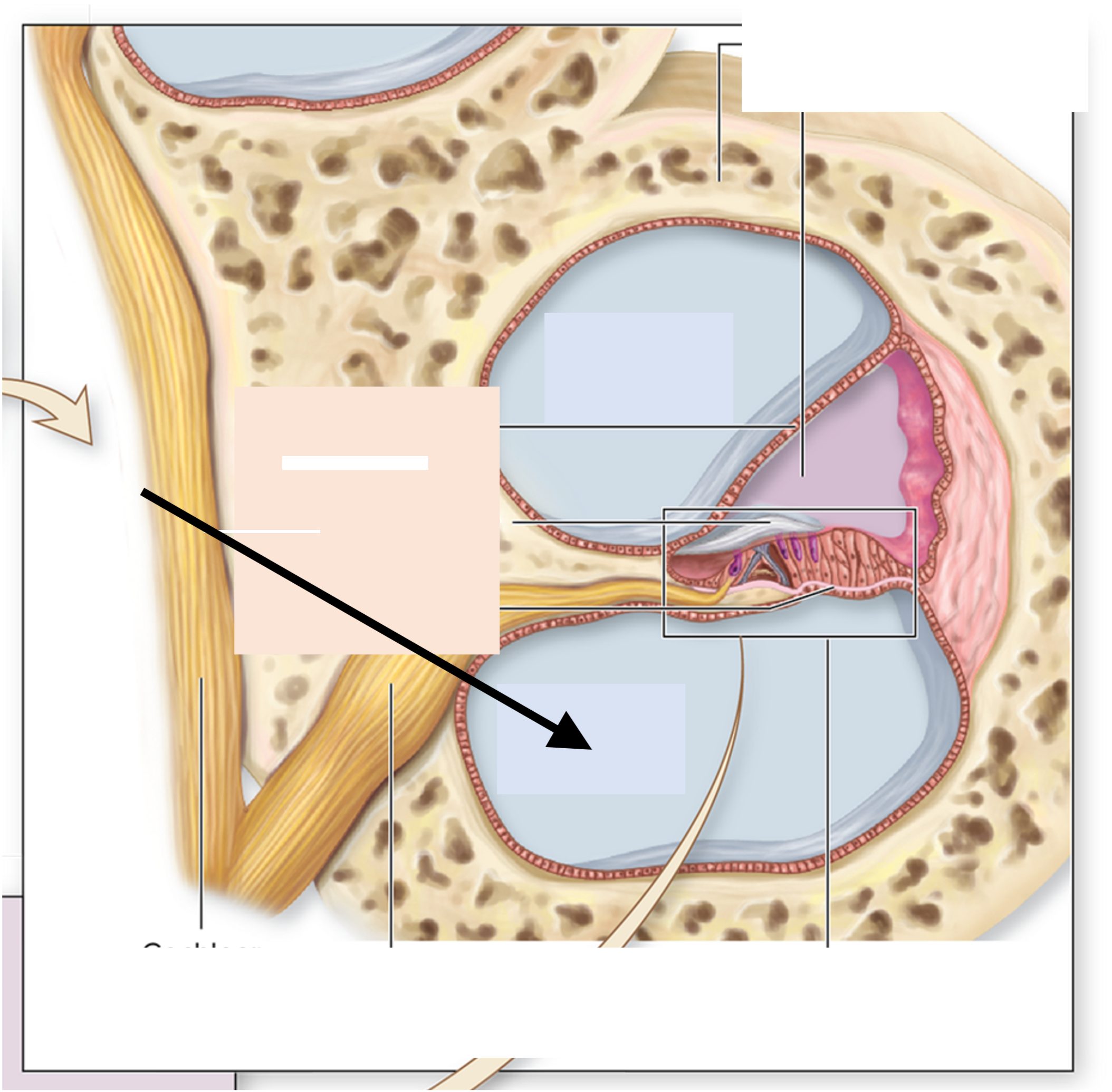 <p>ID the cavity</p>