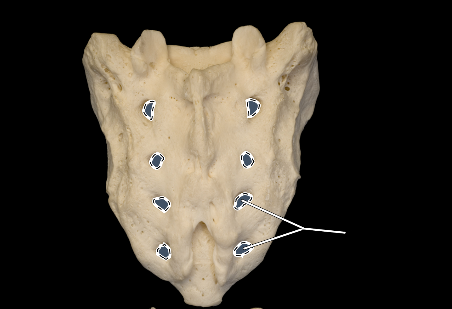 <p>posterior view</p>