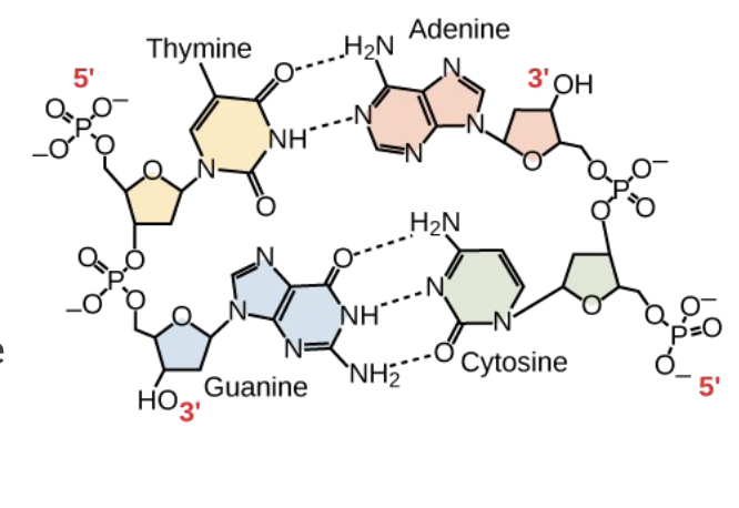 <p>complementary base pairing concept </p>