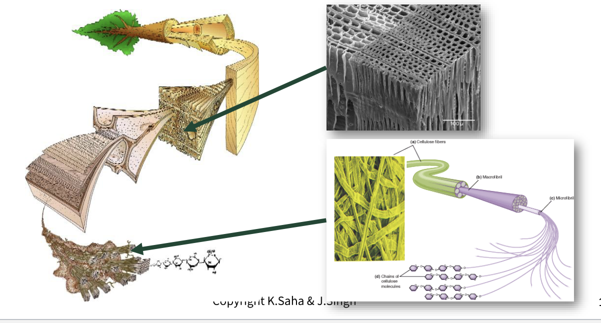 <p>50% cellulose </p><p>25% hemicellulose</p><p>25% lignin</p>
