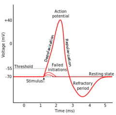<p>the time following an action potential during which a new action potential cannot be initiated</p>