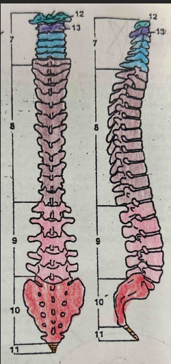 <p>What is the muted purple (8) bone’s name?</p>