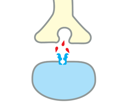 <p>Specialized junction where a nerve cell communicates with another cell (such as a nerve cell, muscle cell, or gland cell), usually via a <strong>neurotransmitter </strong>secreted by the nerve cell.</p><ul><li><p>theres a <strong>pre and postsynaptic cell</strong> separated by a <strong>synaptic cleft</strong></p></li></ul><p></p>