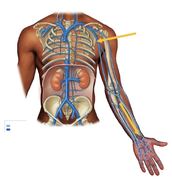<p>Name the structure</p>