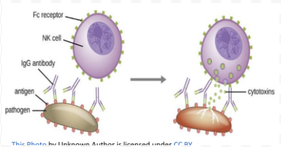 <p>A: An NK cell's Fc receptor binds the constant region of IgG antibodies coating a pathogen, and the NK cell then releases cytotoxins onto the pathogen.</p>