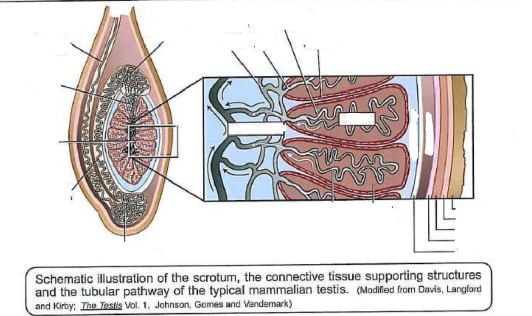 <p>Identify the structures:</p><p>What amkes up the testicular capsule, parenchyma and medistainum? </p>