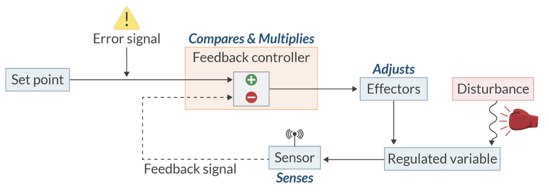 <p>The feedback controller (or integrator).</p><p>(It assesses the difference between the actual input and the desired set point, adjusting outputs to maintain homeostasis.)</p>
