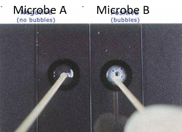 <p>Catalase test results for 2 microbes, A and B</p><p></p><p></p><p><strong>This microbe is catalase positive</strong></p><p>&nbsp;</p><p><strong>This microbe could be a member of the genus <em>Streptococcus</em></strong></p><p>&nbsp;</p><p><strong>This microbe could be a member of the genus <em>Staphylococcus</em></strong></p>