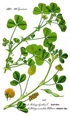 <p>Hmeljna meteljka-Medicago lupulina</p>