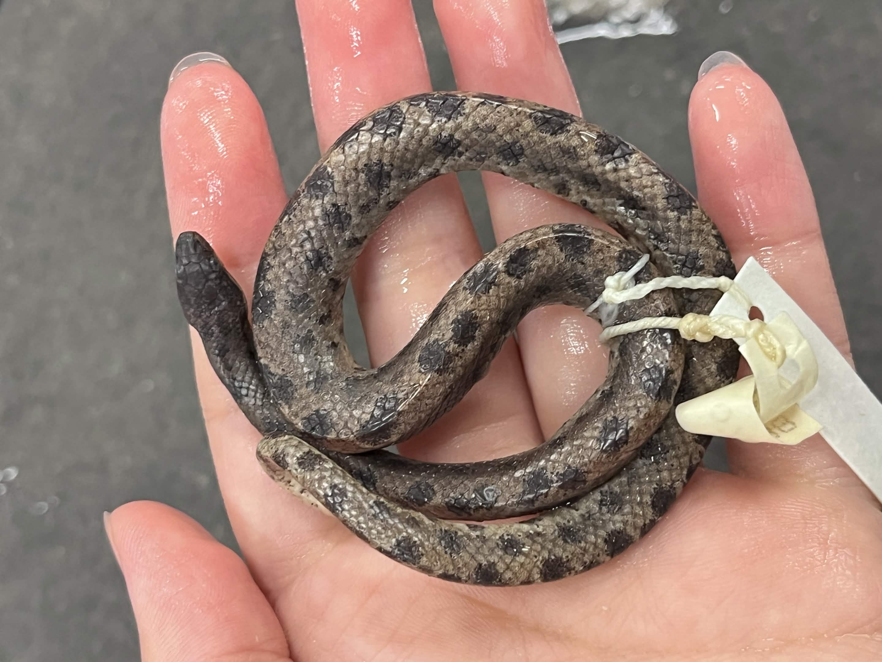 <p>Infraorder + Family? (Hint: in the tropics)</p>