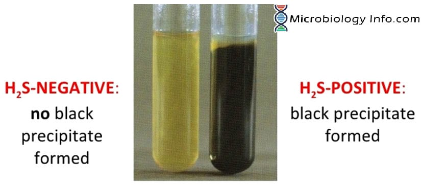<p><span style="color: yellow;">Purpose</span></p><ul><li><p>Determines whether bacteria have the enzyme <strong>desulfhydrase,</strong> which allows them to break down sulfur-containing amino acids and release hydrogen sulfide gas as a byproduct<br><br></p></li></ul><p><span style="color: yellow;">Medium used</span></p><ul><li><p>Peptone iron deep<br><br></p></li></ul><p><span style="color: yellow;">Results</span></p><ul><li><p><u>Positive result</u>: The bacteria have the enzyme <strong>desulfhydrase</strong> and can break down the sulfur amino acids and release hydrogen sulfide gas</p><ul><li><p>Hydrogen sulfide reacts with the <strong>ferrous sulfate</strong> in the medium → forms a black precipitate (FeS)</p></li><li><p>Black at the bottom (butt) of the tube<br><br></p></li></ul></li></ul><ul><li><p><u>Negative result</u>: No enzyme present in the bacteria, and no blackening in the tube</p></li></ul><p></p>