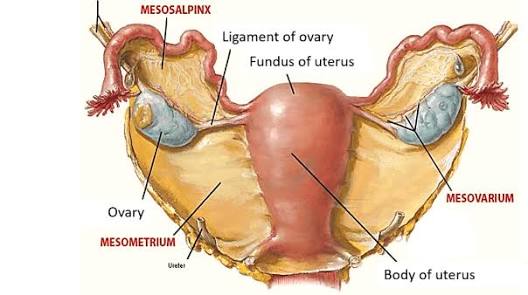<p>part of the broad ligament between the ovary and the uterine tube</p>