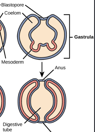 <p>It is the first opening that forms during gastrulation and becomes the anus</p>