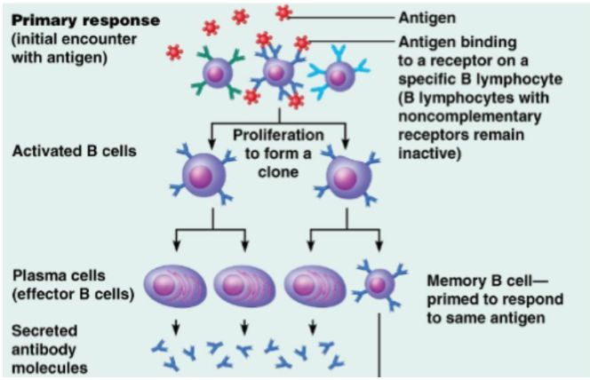 <p><span style="background-color: transparent;">Occurs during the first encounter with an antigen</span></p><p><span style="background-color: transparent;">A slower response</span></p><p><span style="background-color: transparent;">Produces less antibodies</span></p><ol><li><p><span style="background-color: transparent;">Antigen binds to B-cell receptor</span></p></li><li><p><span style="background-color: transparent;">B cells proliferate</span></p></li><li><p><span style="background-color: transparent;">Plasma cells produce antibodies</span></p></li><li><p><span style="background-color: transparent;">Memory B cells are formed</span></p></li></ol><p></p>