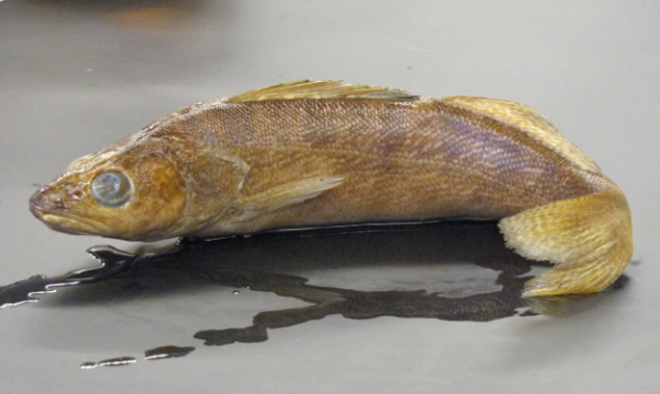 <p>Common name, Family, Scientific Name?</p>