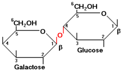 <p>By the condensation of a glucose molecule and galactose molecule</p>