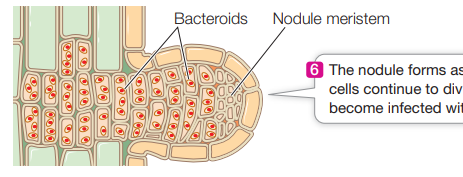 <p>the nodule forms as plant cells continue to divide and become infected with bacteria</p>