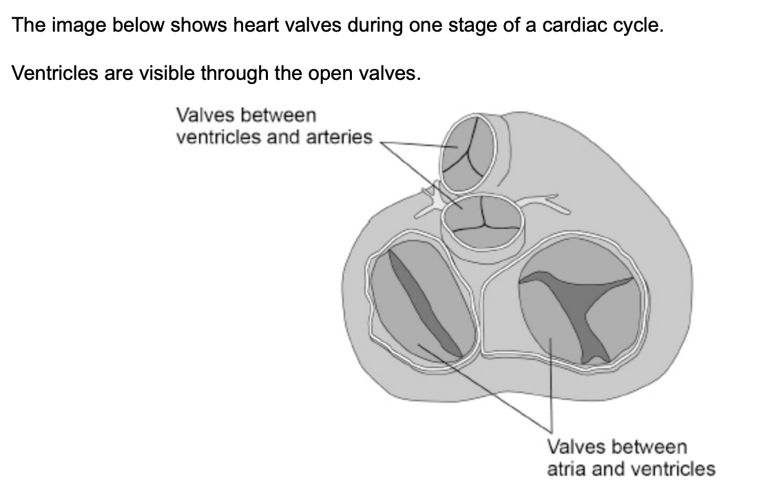 <p>what can you conclude from the appearance of valves in the image above about heart muscle activity and movement between:</p><ol><li><p>ventricles and arteries? (2)</p></li><li><p>atria and ventricles? (2)</p></li></ol><p></p>