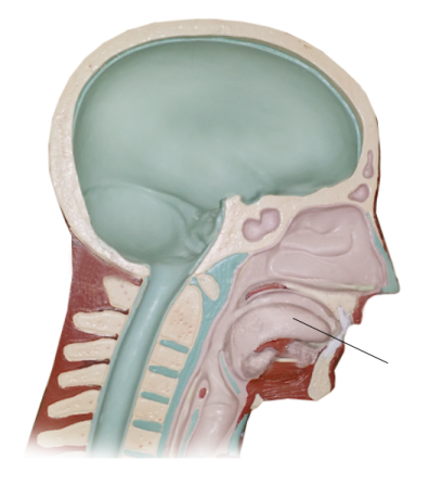 <p><span>Name the structure</span></p>