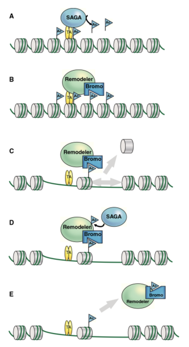 <ul><li><p>The bromodomain containing proteins form complex with other proteins. Alter chromatin</p></li><li><p>Swi/Snf complexes have bromodomain containing proteins that bind to acetylated lysine. Remodel nucleosomes</p></li><li><p>Knowledge about sequence dependent recognition by bromodomain containing proteins is still limited </p></li></ul><p></p>