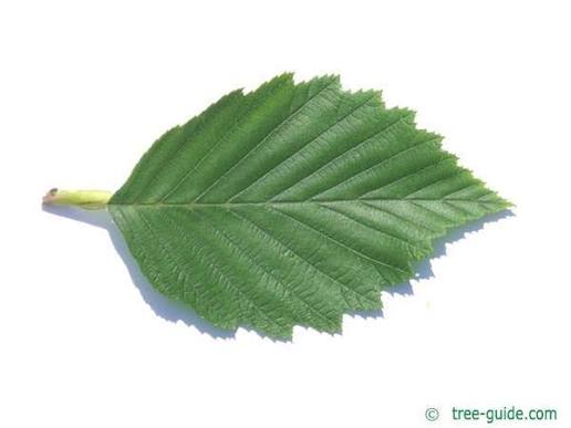 <p>Double serrated, has big serrates and then smaller on them. resembles birch leaf</p>