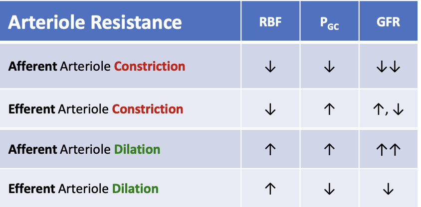 <p>What happens to glomerular hydrostatic pressure (PGC) when the efferent arteriole constricts?</p>