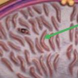 <p>What Organelle is this ?</p>