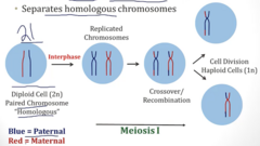 <p>1. Diploid (2N, 2C) germ cell starts with 2 chromosomes (homologous). </p><p>2. Chromosomes within diploid cell are replicated during interphase. There are still 2 homologous chromosomes, except each chromosome now has a sister chromatid. Ploidy is now (2N 4C)</p><p>3. Meiosis I begins with crossover/recombination between maternal/paternal chromosomes</p><p>4. After recombination, cell divides → generates 2 haploid cells (1N, 2C)</p>