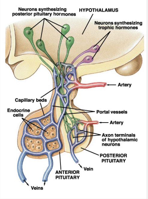<p>Hypothalamic Pituitary Axis</p>