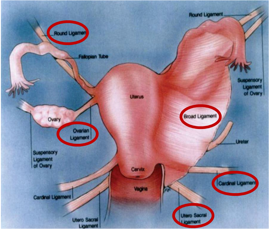 <p>Suspensory, ovarian</p>