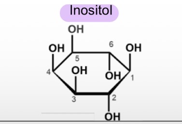 <ul><li><p>Précurseur de messagers chimiques</p></li><li><p>Alcool non amine</p></li></ul><p></p>