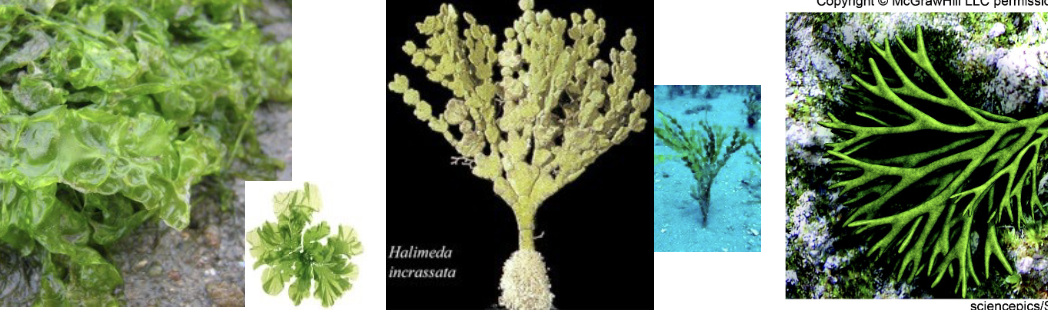 <p>green algae characteristics (features, pigments, food reserves, cell wall components, ecology)</p>