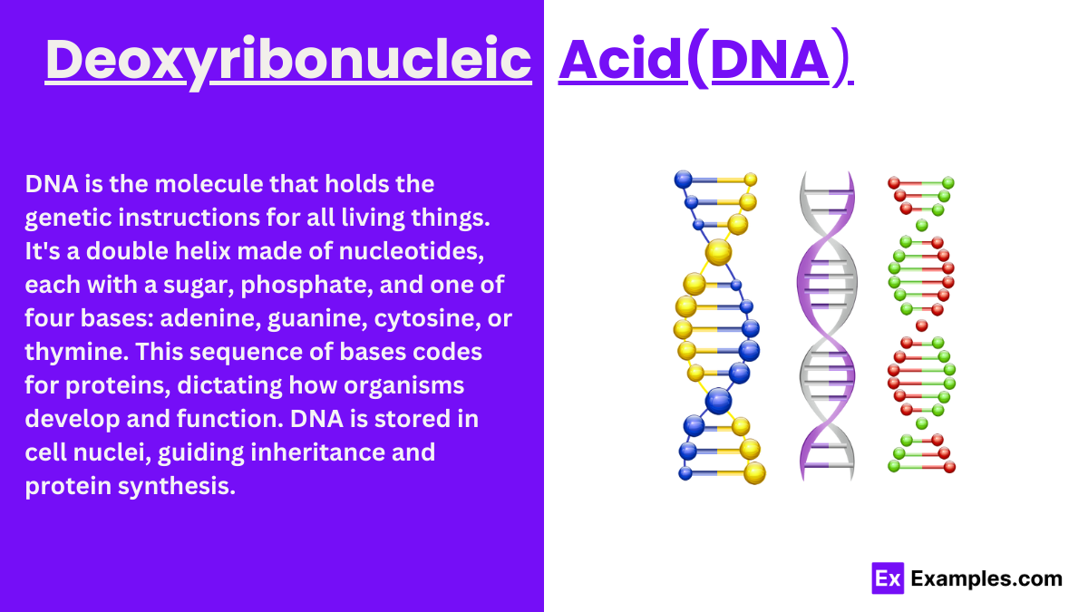 <p>DNA (deoxyribonucleic acid) functions as <strong><mark data-color="rgba(0, 0, 0, 0)" style="background-color: rgba(0, 0, 0, 0); color: inherit;">the primary blueprint for life, storing genetic information essential for the growth, development, function, and reproduction of all living organisms</mark></strong><span>. It encodes instructions for protein synthesis, dictates cellular activity, and transmits genetic traits across generations through precise replication.</span></p>