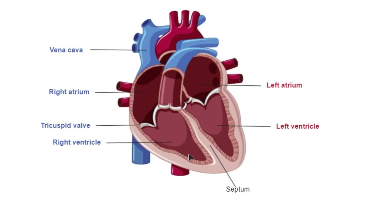 <p>Mammals have a _ chambered heart</p>