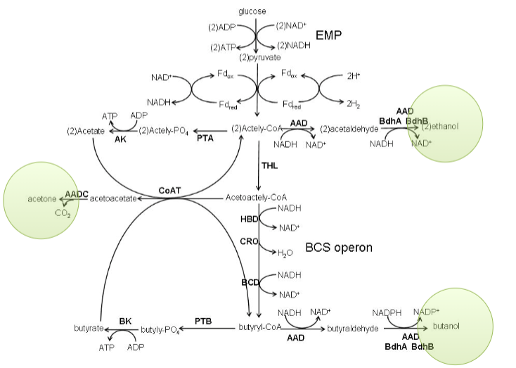 <p>acetone-butanol-ethanol fermentations in clostridia (a strict anaerobe)</p><p>makes these products when stressed out during sporulation (low nutrients, low space)</p>