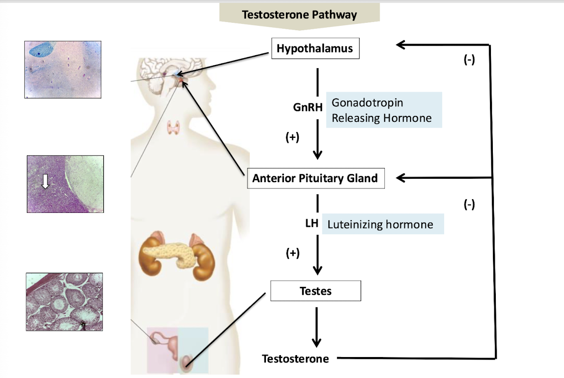 <p>LH → <strong>Luteinizing Hormone</strong></p><ul><li><p>stimulates the testes </p></li></ul><p></p>