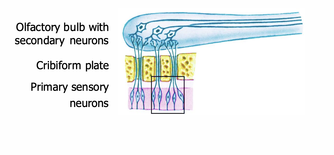 <ul><li><p>As with rods converging on ganglion cells, this arrangement enhances sensitivity but discards spatial information.</p></li></ul><p></p><ul><li><p>Anosmia: loss of smell (due to brain damage)</p></li><li><p>Converging of cells (lots of primary to secondary) results in the sacrifice of spatial resolution</p></li></ul><p></p>