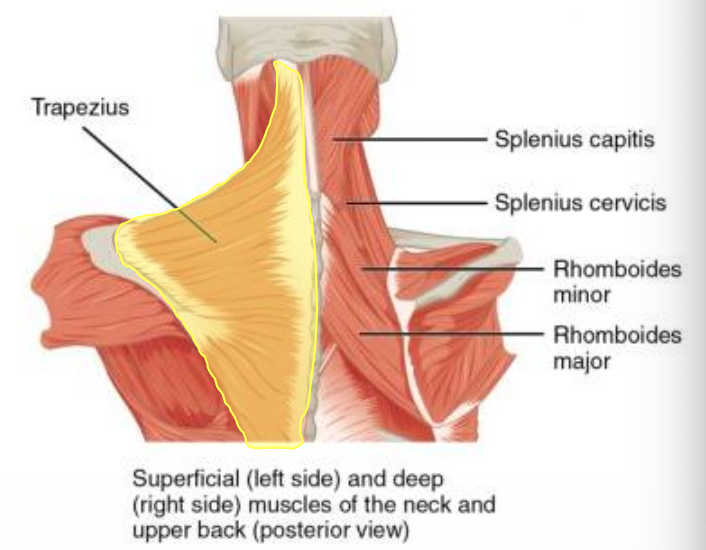 <p>Definition: Named for its trapezoid shape. Attaches skull, spine, spine of scapula, and clavicle. Function: Moves the scapula (retraction, elevation, depression).</p>