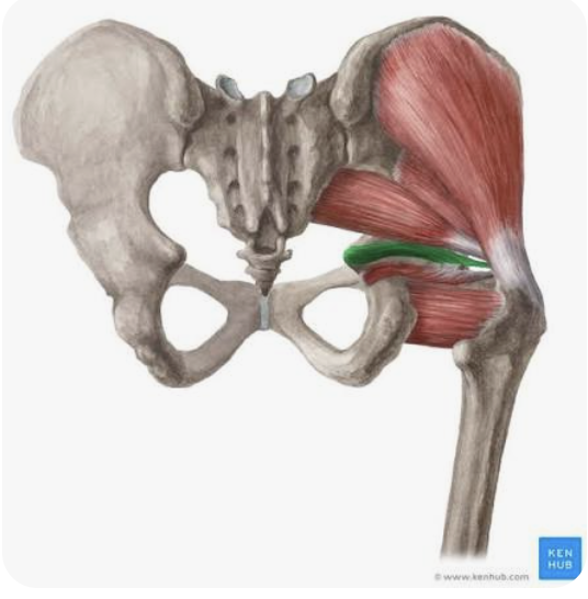 <p>O: Spine of the ischium</p><p>I: Greater trochanter of the femur</p><p>A: External rotation of the thigh; abduction of the thigh</p><p>N: Branches of the sacral plexus</p>