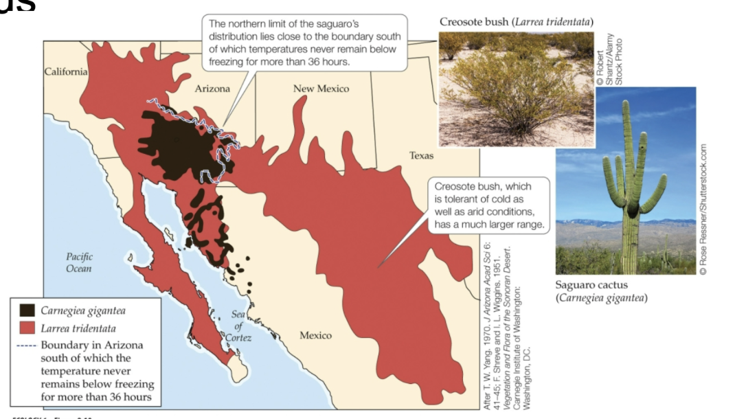 <p><span>The geographic distribution of creosote bush (<em>Larrea tridentata</em>) is much larger than that of saguaro cactus (<em>Carnegiea gigantea</em>).</span></p>